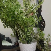 گل اپارتمانی|گل و گیاه طبیعی|تهران, جنت‌آباد جنوبی|دیوار