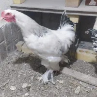 خروس برهما|حیوانات مزرعه|مشهد, نیزه|دیوار