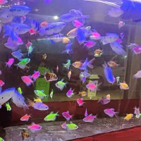 آکواریوم شرکتی ماهی و لوازم