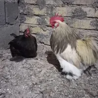 کوشین    برهما    ابریشمی   گلپایگانی