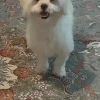 شیتزو|سگ|گرگان, |دیوار