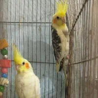 عروس هلندی مولد|پرنده|شهریار, کهنز|دیوار