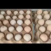 تخم مرغ نطفه دار گوشتی نژاد راس 100درصدباضمانت|حیوانات مزرعه|آزادشهر, |دیوار