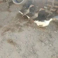 فروش غاز ماده تخم گذار