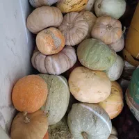 کدوحلوای|خوردنی و آشامیدنی|سهند, |دیوار