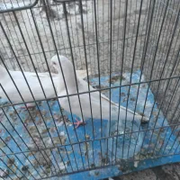 جفت جوجه سفید نوک ریز چشم رنگی