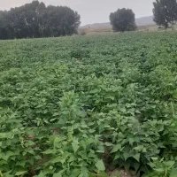 فروش بذر لوبیا چیتی زودرس