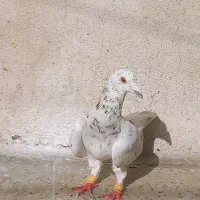 سار هفترنگ و کشکیلک سبز
