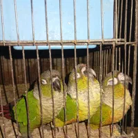 فروشی|حراج|رفسنجان, |دیوار