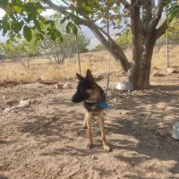 سگ ژرمن