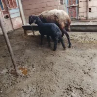 گوسفند بره دار