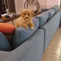 توی پودل ۵ماهه