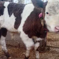 گوساله نژادبرتر|حیوانات مزرعه|آق قلا, |دیوار