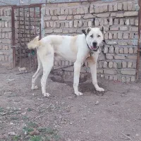 واگذاری نر ۱۴ ماهه