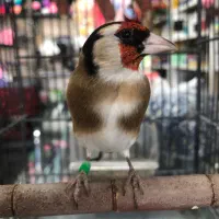 سهره درجه یک به شرط (کوار)|پرنده|شیراز, فرودگاه شهید دستغیب شیراز|دیوار