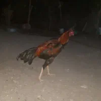 خروس بفروش میرسد خروس زات ذار|حیوانات مزرعه|بند زرک, |دیوار