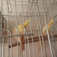 عروس هلندی لوتینو جفت نر وماده|پرنده|فردوسیه, |دیوار