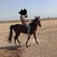 اسب نریان نژاد دره شور|اسب و تجهیزات اسبسواری|کنگاور, |دیوار