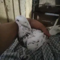 کفتر نر پرشی به شرط|حیوانات|نظرآباد, نظرآباد|دیوار