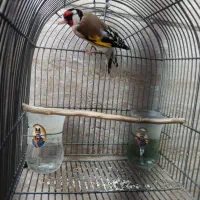 سهره سر سیاه با قفس