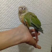 گرینچیک|پرنده|مشهد, ایثار|دیوار