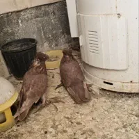 رواعب رواعبی دوکاکل