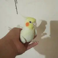 عروس هلندی جفت مولد|پرنده|دیواندره, |دیوار