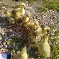 فروش جوجه غاز محلی