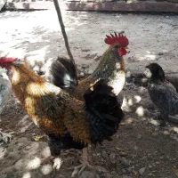 خروس جوان