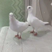 کبوتر سفید پاک