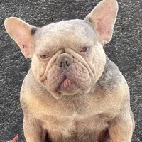 فرنچبولداگ حرفه ای