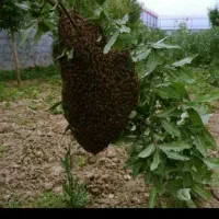 خرید وفروش بچه زنبور