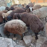 میش هترو دوقلو سه قلو زای بشرت ازمایش|حیوانات مزرعه|جوین, |دیوار