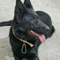 سگ ژرمن بلک اصیل