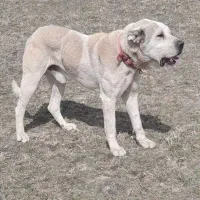 واگذاری  سگ پژدر 3ساله