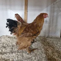 نیمچه و مولد های ویژه|حیوانات مزرعه|قم, بوستان جوان|دیوار