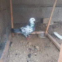 کبوتر|پرنده|بندر ترکمن, |دیوار