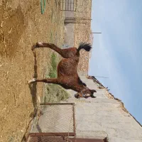 معاوضه موتور وکره اسب