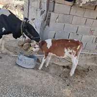 گاودورگ گوساله ماده|حیوانات مزرعه|اندیکا, |دیوار