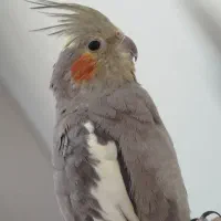 عروس هلندی ماده