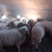 بره|حیوانات مزرعه|فردوس (خراسان), |دیوار
