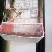 یک عدد قناری نر|پرنده|تبریز, |دیوار