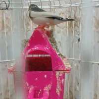 مرغ عشق و فنج