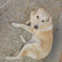 واگذاری توله گلدن ماده۷ماهه|سگ|مهاجران, |دیوار