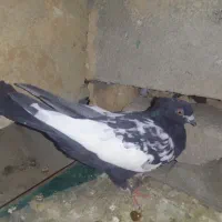 کبوتر خوشکل