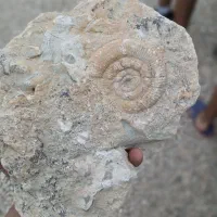 فسیل درون سنگ