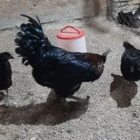 مرغ و خروس برهما و امپراتور|حیوانات مزرعه|آبسرد, |دیوار