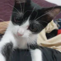 گم شده در فومن گشت