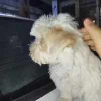 توله شیتزو دوماه ونیم|سگ|ورامین, ورامین|دیوار