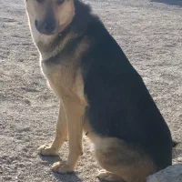 واگذاری حیوانات|سگ|اقلید, |دیوار